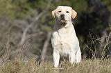 LABRADOR 608